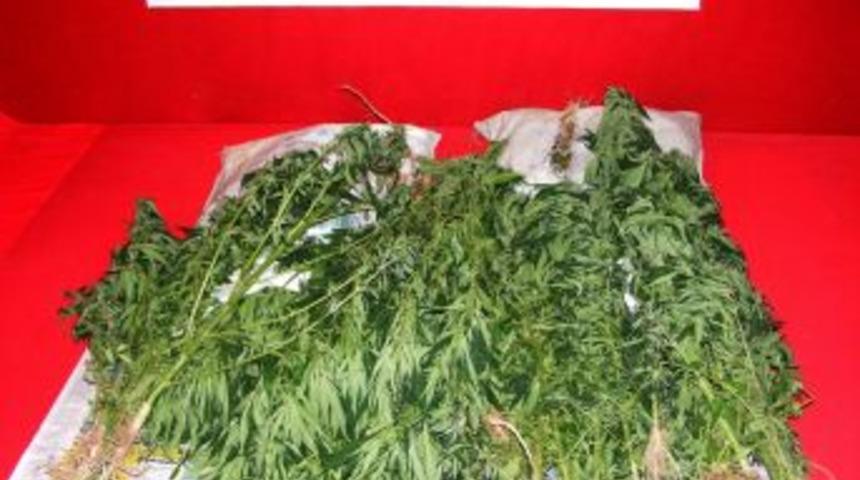 Viranşehir&rsquo;de Hint Keneviri Operasyonu