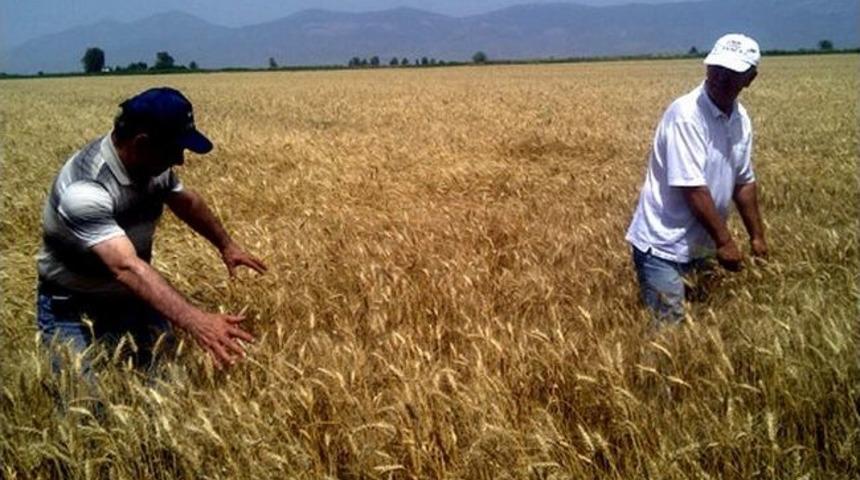Tohumluk Buğday &Uuml;retimi Yerinde Kontrol Edildi