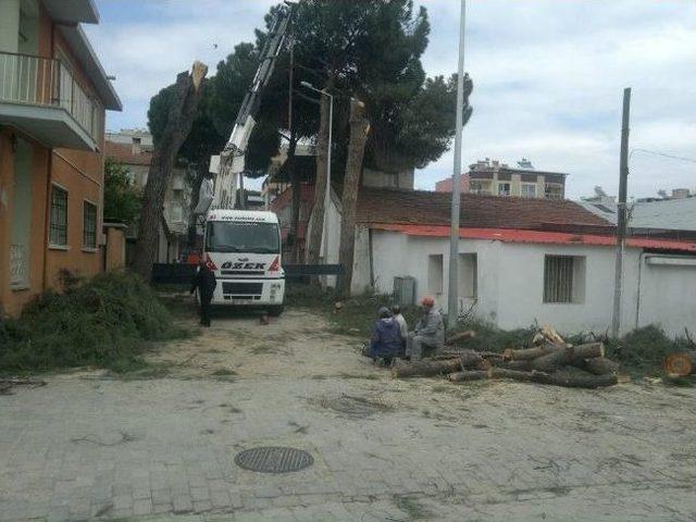 Germencik’te Ağaç Katliamı 1