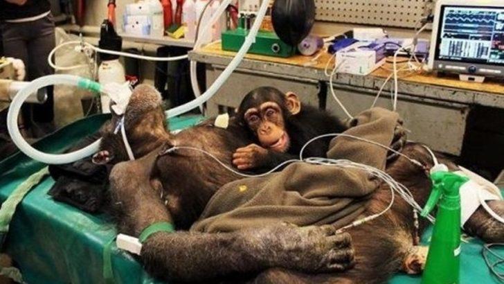Şempanzelerin ilginç yaşamları