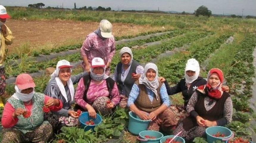 Altınova'nın Organik &Ccedil;ileğine B&uuml;y&uuml;k İlgi