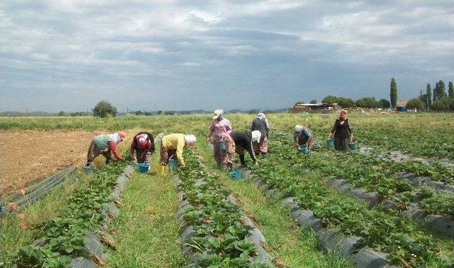 Altınova'nın Organik Çileğine Büyük İlgi