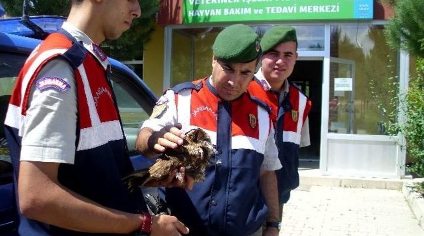 Jandarmanın Bulduğu Yaralı Baykuşa Belediye Şefkati