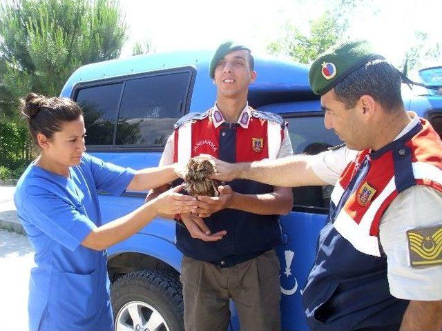 Jandarmanın Bulduğu Yaralı Baykuşa Belediye Şefkati