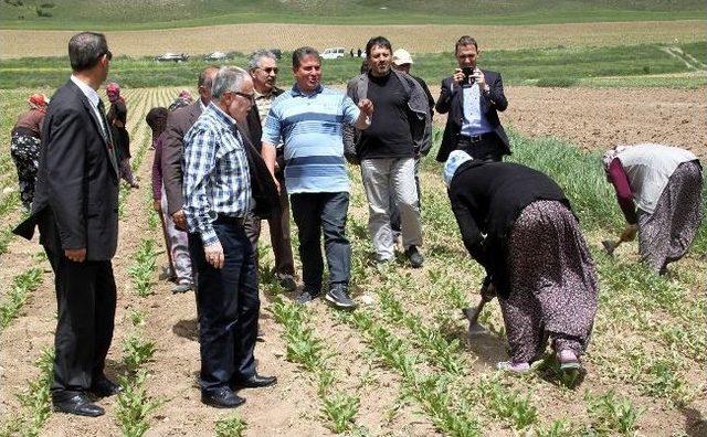 Tbmm Başkanvekili Yakut, Pınarbaşı Yayla Şenliklerine Katıldı