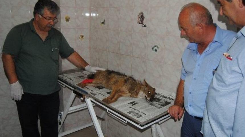 Yaralı Tilkiye M&uuml;dahale