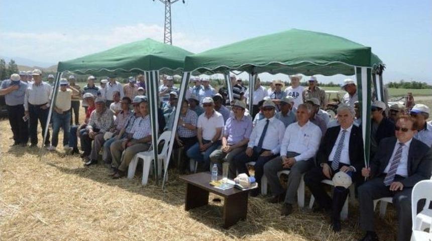 İnci 20 İlk Hasadını Verdi