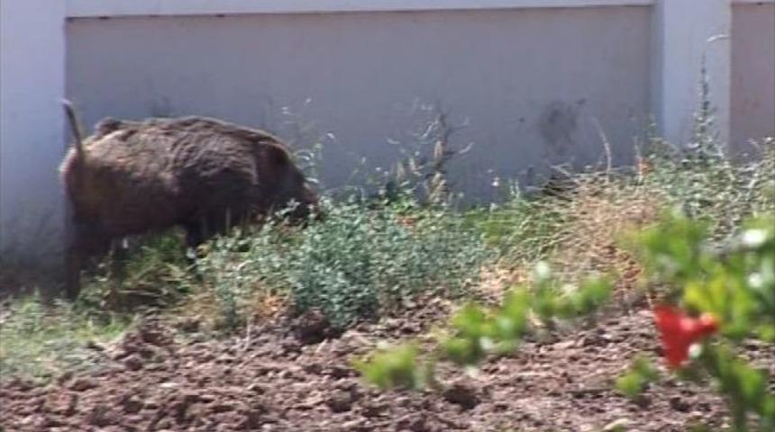 Marmaris&rsquo;te Şehre İnen Yaban Domuzu Vurularak Etkisiz Hale Getirildi