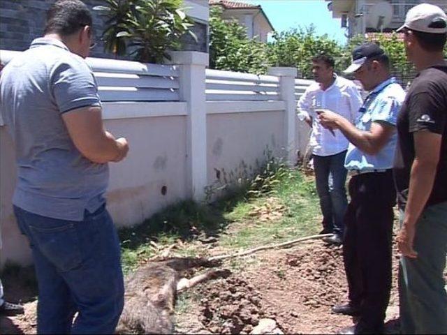 Marmaris&rsquo;te Şehre İnen Yaban Domuzu Vurularak Etkisiz Hale Getirildi 1