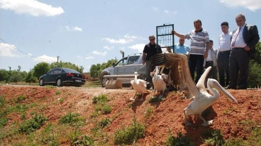 Rehabilitasyon S&uuml;reci Sona Eren 4 Pelikan Doğaya Bırakıldı