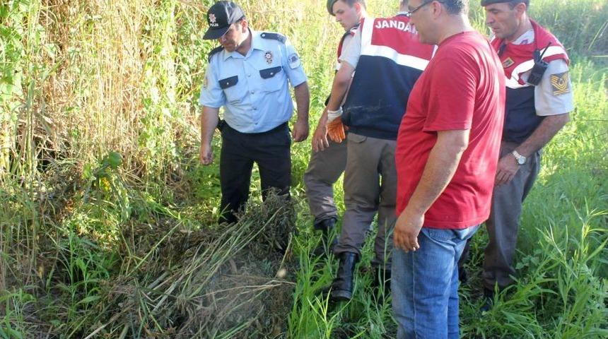 Gazipaşa'da Hint Keneviri Operasyonu