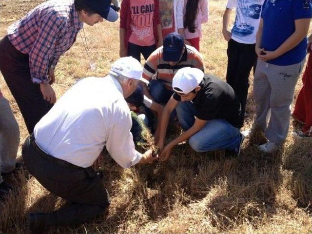 Dünya Çevre Gününde Öğrenciler Fidan Dikti