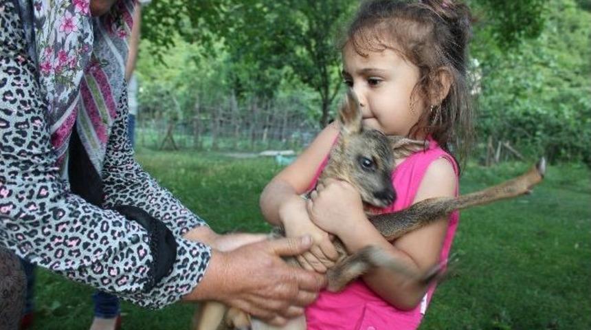 Ormanda Kaybolan Karaca Yavrusuna K&ouml;yl&uuml;ler Sahip &Ccedil;ıktı