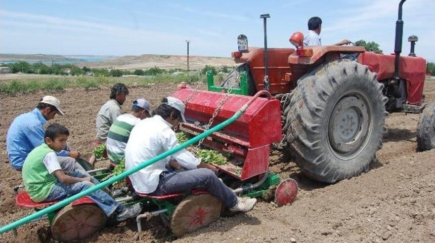 Samsat&rsquo;ta T&uuml;t&uuml;n Ekimi Hızla Yaygınlaşıyor