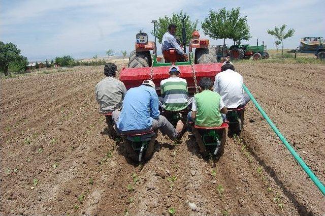 Samsat’ta Tütün Ekimi Hızla Yaygınlaşıyor