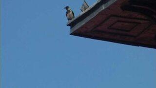 Kargalarla Başı Dertte