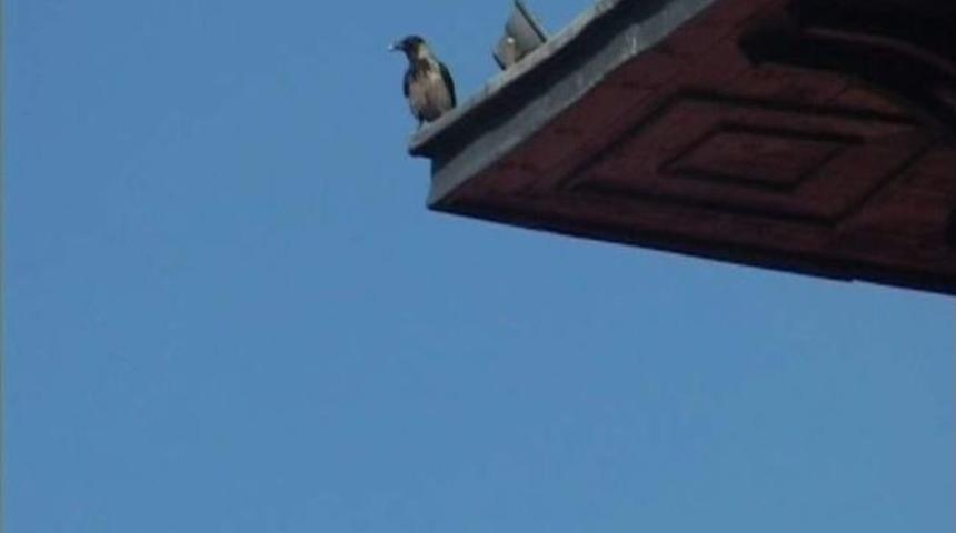 Kargalarla Başı Dertte