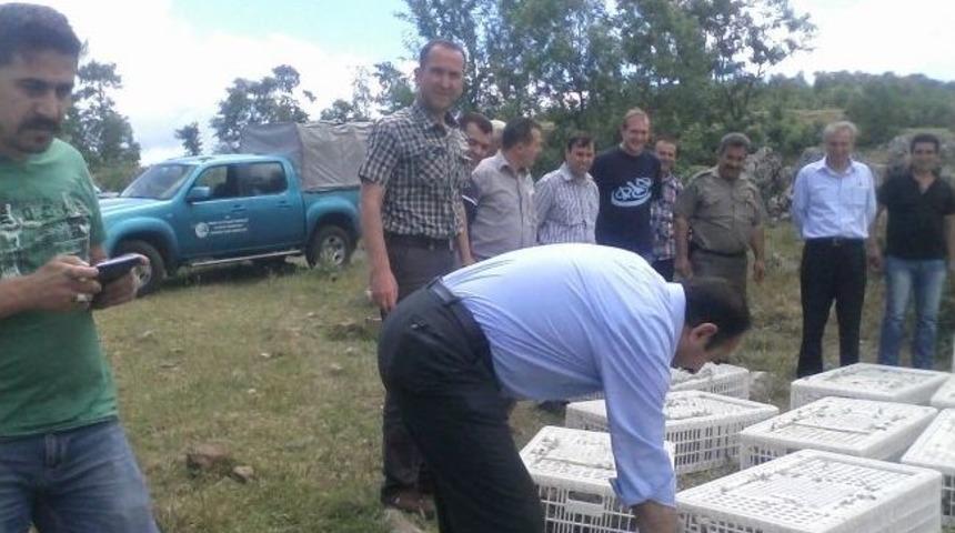 Kınalı Keklikler Doğaya Bırakıldı