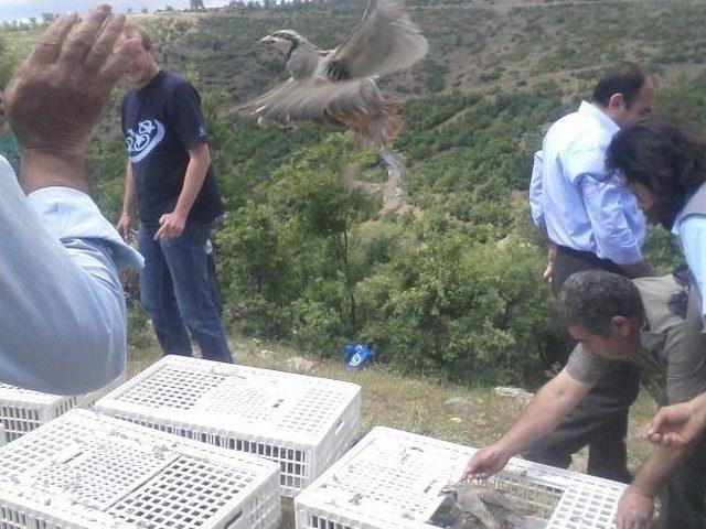 Kınalı Keklikler Doğaya Bırakıldı