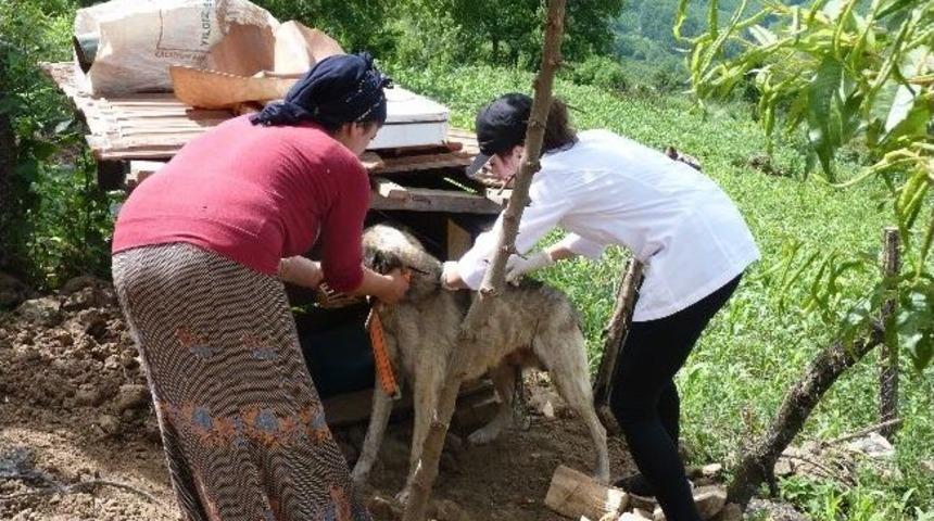 Kumru&rsquo;da Kuduz Hastalığıyla M&uuml;cadele
