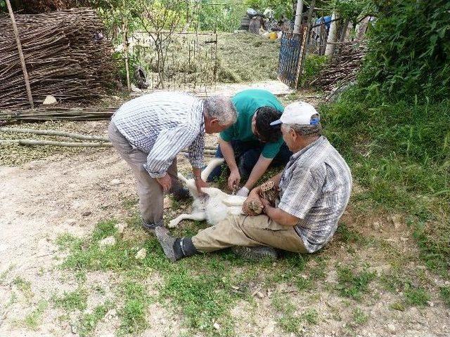 Kumru’da Kuduz Hastalığıyla Mücadele