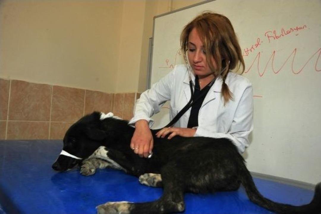 Hayvan Ambulansı Hizmete Devam Ediyor