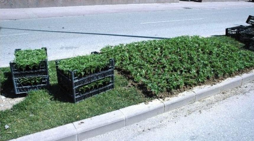 Sakarya B&uuml;y&uuml;kşehir Belediyesi Ana Yollardaki Orta Ref&uuml;jlere Kadife &Ccedil;i&ccedil;eği Dikiyor