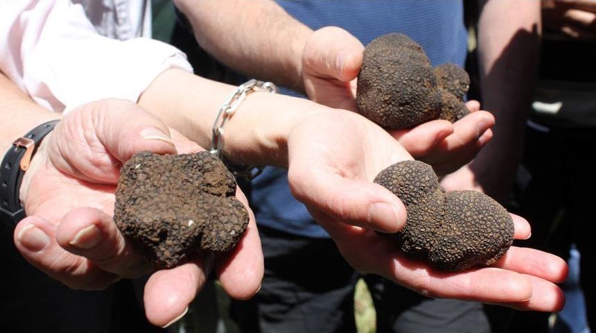 Bu Mantarın Kilosu 3 Bin 500 Euro'yu Buluyor