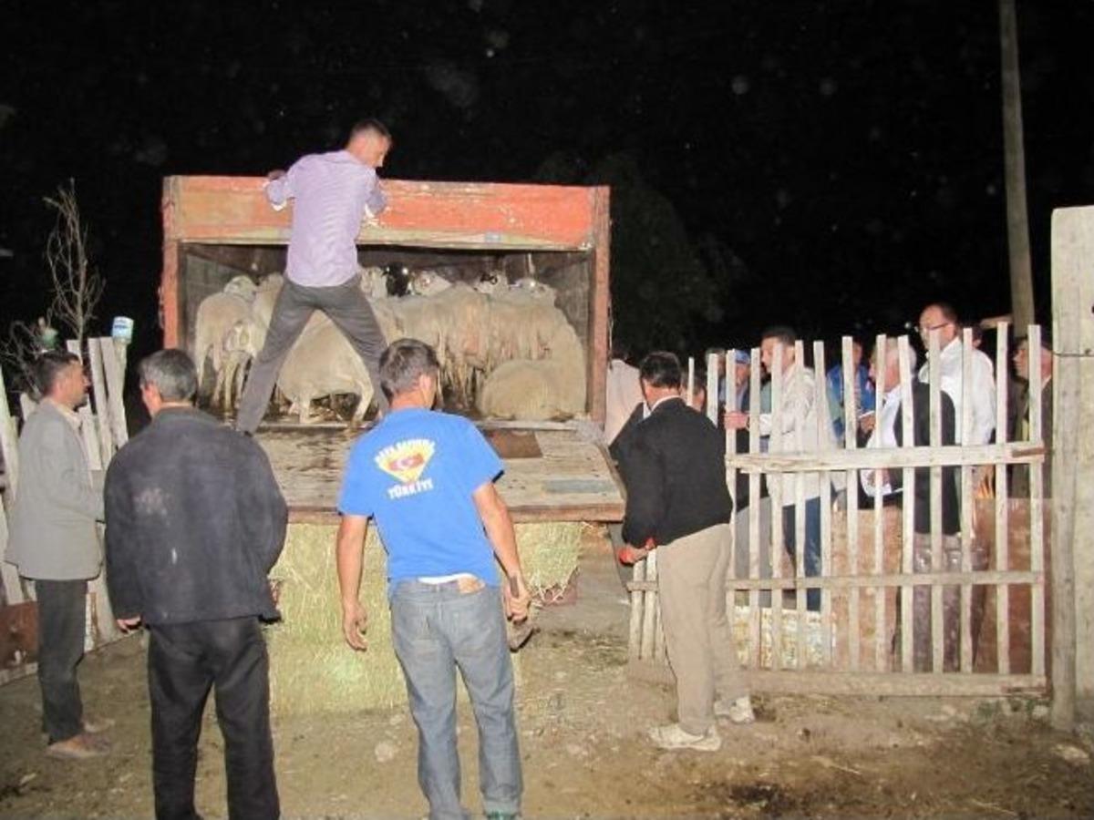 İhtiya&ccedil; Sahiplerine 171 Koyun Dağıtıldı