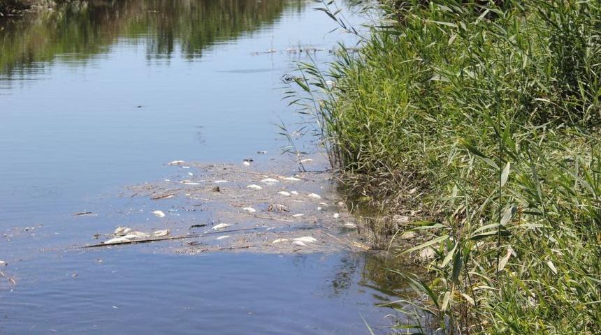 Zeytinli'de Onlarca &Ouml;l&uuml; Balık Dereleri Doldurdu
