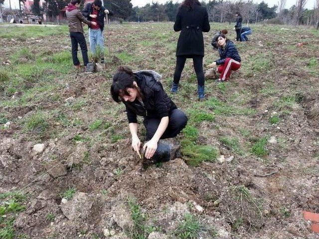 Bandırma Kent Konseyi Yaklaşık 10 Bin Fidanı Toprakla Buluşturdu