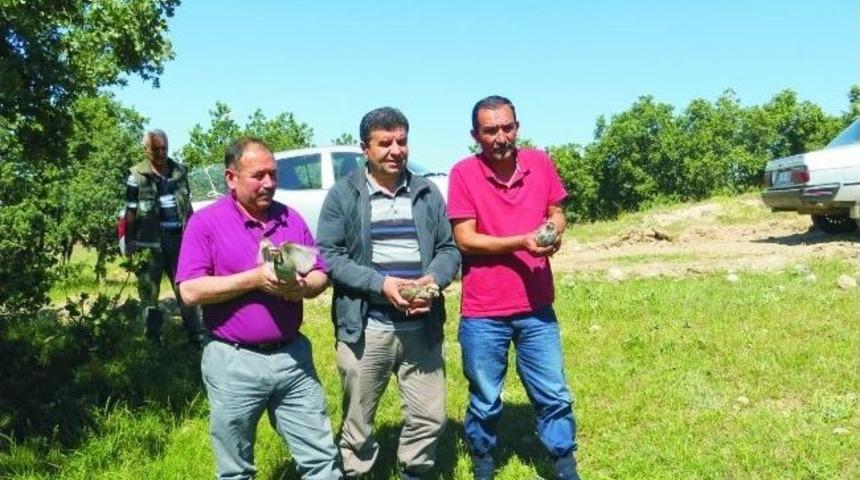 Akdağmadeni Avcılar Ve Atıcılar Derneği Doğaya Kınalı Keklik Bıraktı