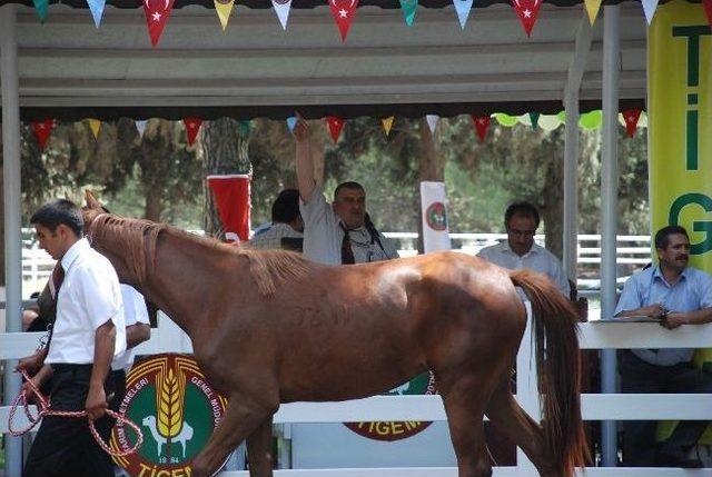 Lüks Otomobil Fiyatına Taylar Kapışıldı