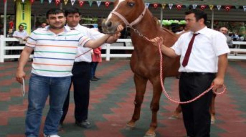 TİGEM, Tay Satışlarından Yaklaşık 2 Milyon Lira Gelir Elde Etti