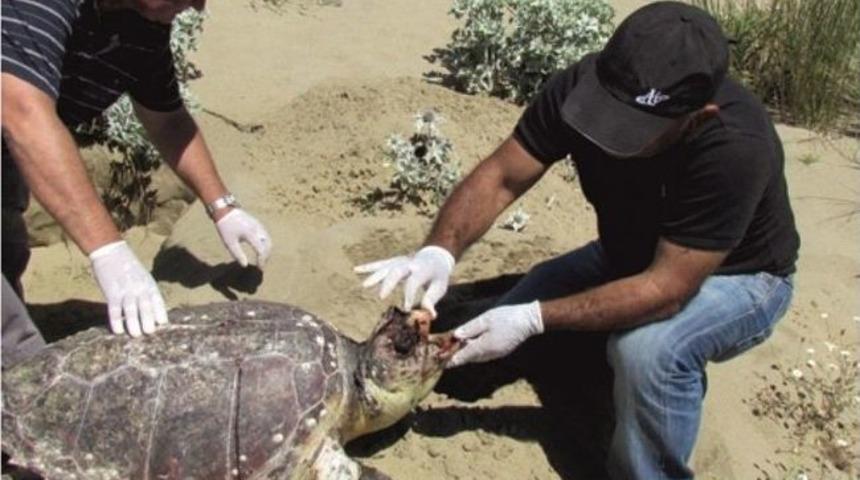 Kuşadası&rsquo;nda Plaja Bir Caretta Vurdu