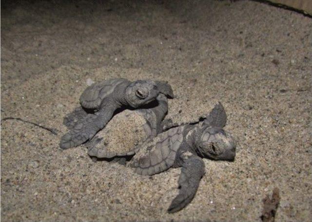 Kuşadası&rsquo;nda Plaja Bir Caretta Vurdu 1