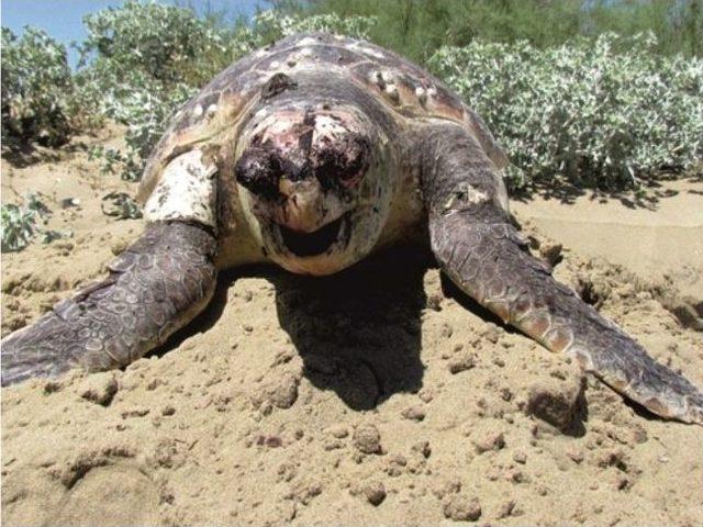 Kuşadası&rsquo;nda Plaja Bir Caretta Vurdu 2