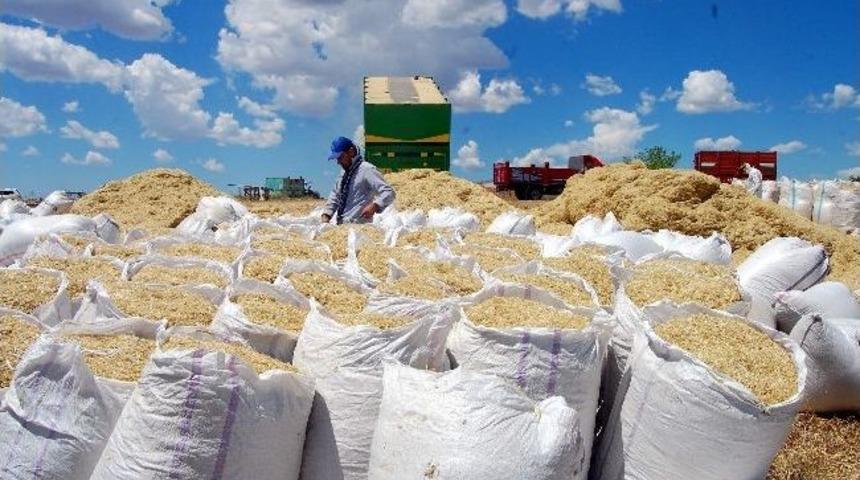 G&uuml;neşin Altında, Tozların İ&ccedil;inde Samancılık Yapıyorlar