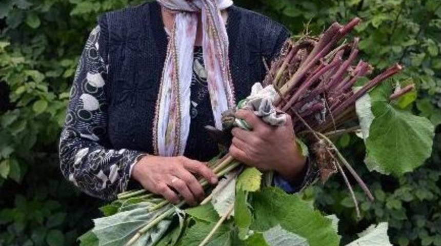 Kendiliğinden Yetişen Kabalağa Vatandaşlar İlgi G&ouml;steriyor