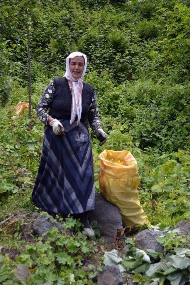 Kendiliğinden Yetişen Kabalağa Vatandaşlar İlgi G&ouml;steriyor 1
