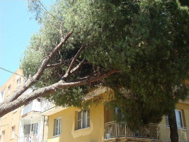 Germencik Beleidye Başkanı Yavaşoğlu, Kesilen Ağa&ccedil;larla İlgili A&ccedil;ıklama Yaptı 3