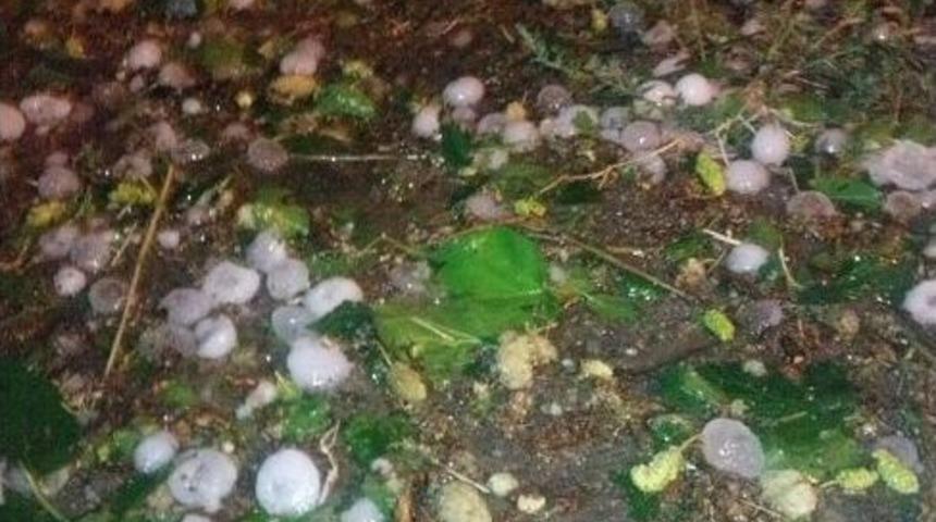 D&uuml;zce&rsquo;de Dolu Yağışı Fındık Alanlarına Zarar Verdi