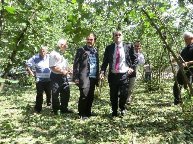 D&uuml;zce&rsquo;de Dolu Yağışı Fındık Alanlarına Zarar Verdi 1