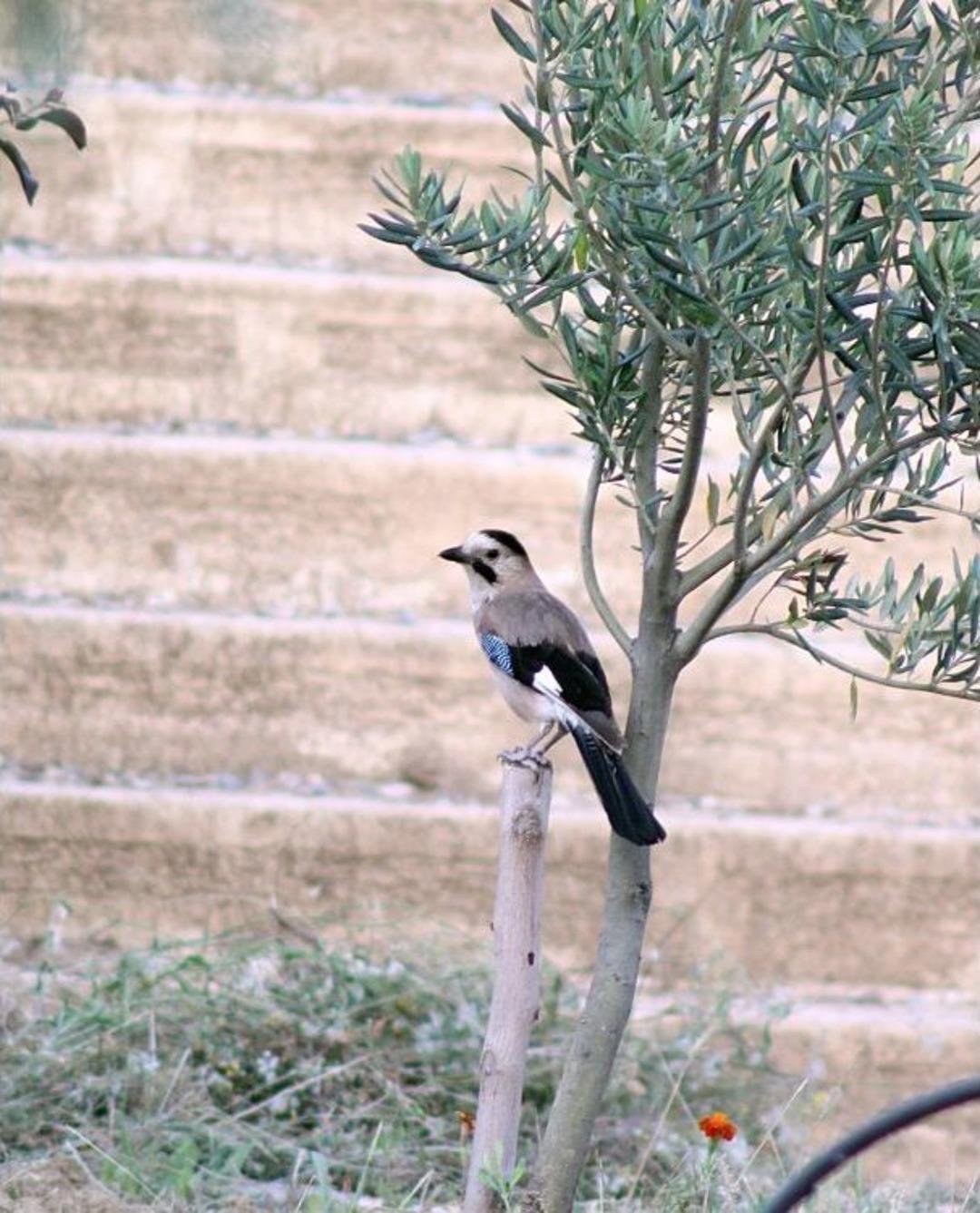 Mut'ta 6 Kuş &Ccedil;eşidinin Varlığı Ortaya &Ccedil;ıktı