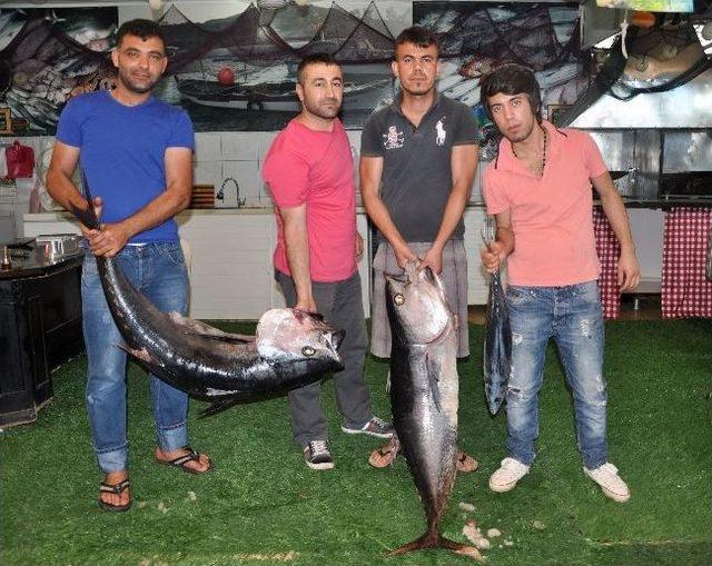 70 Kiloluk Orkinoslar Balıkçıların Yüzünü Güldürdü