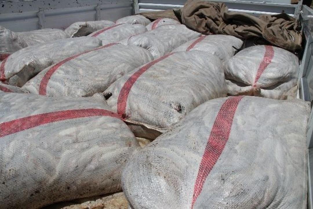 Muradiye&rsquo;de 120 Ton Ka&ccedil;ak Balık Ele Ge&ccedil;irildi