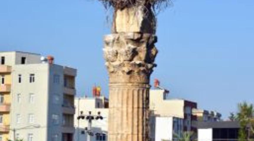 Silifke'de Leylekler Tarihi Yerleri Mesken Tuttu