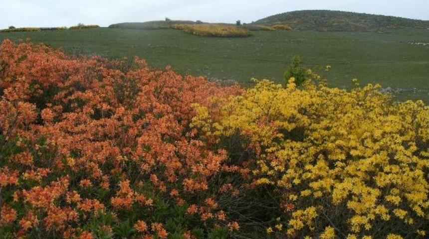 Kırkkızlar Efsanesi Çiçekleri Açtı
