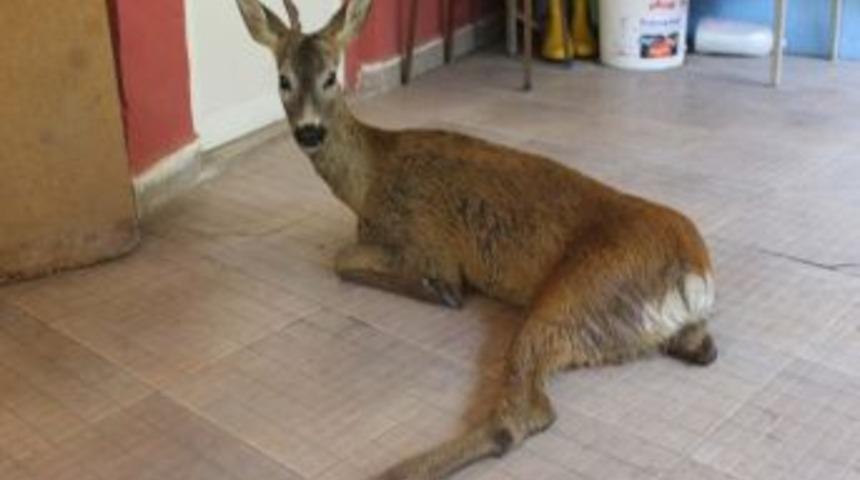 Yaralı Karaca Kurtarılamadı