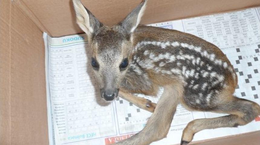 Yaralı Karaca Yavrusu Tedavi Altına Alındı